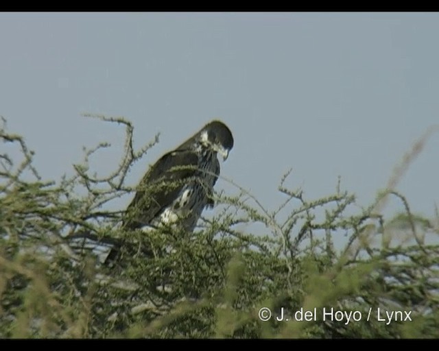 Aigle fascié - ML201244091