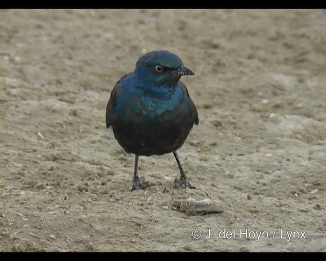 Greater Blue-eared Starling - ML201244111