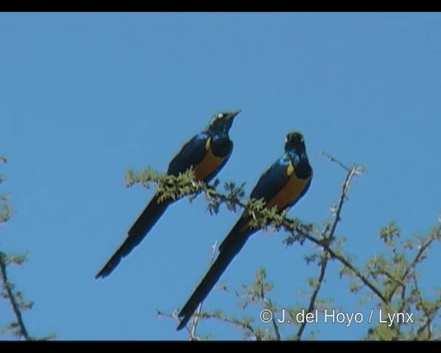 Golden-breasted Starling - ML201244141