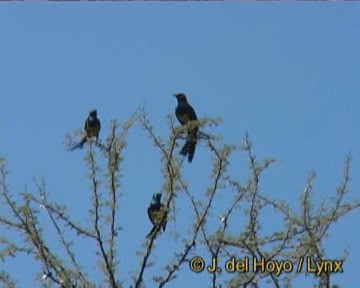 Golden-breasted Starling - ML201244151