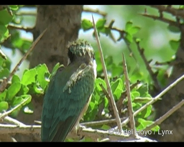 Somali Bee-eater - ML201244181