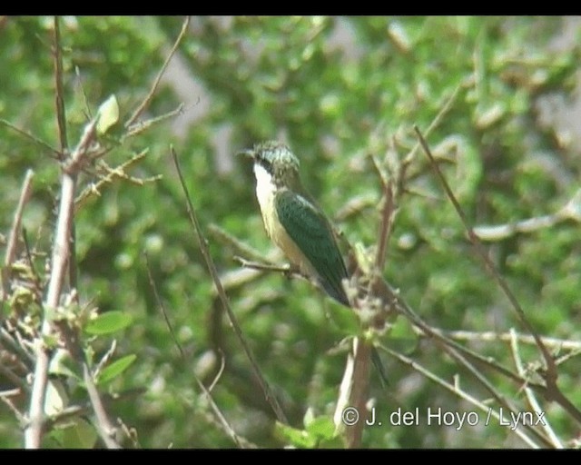 Somali Bee-eater - ML201244191