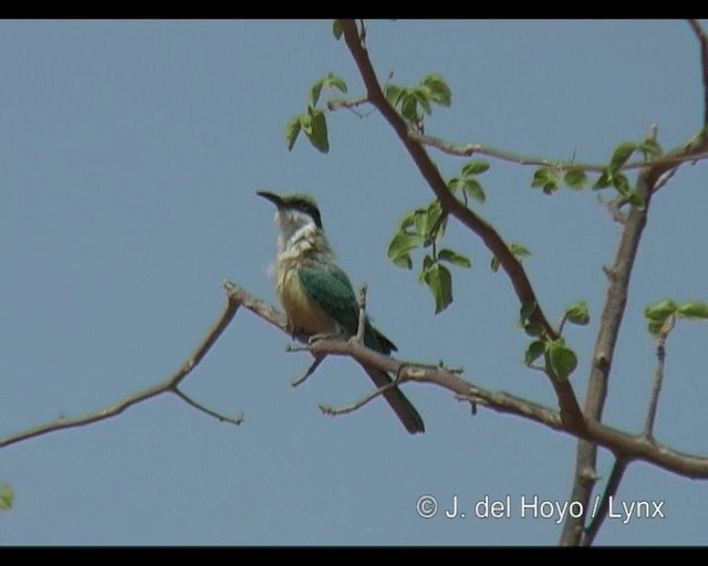 Somali Bee-eater - ML201244201