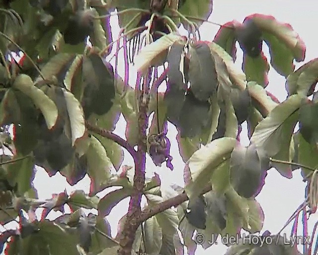 Chestnut-eared Aracari - ML201244301