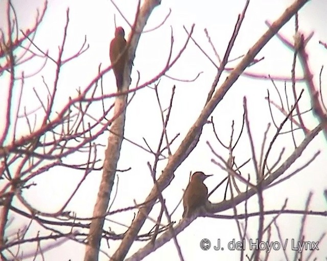 Little Woodpecker - ML201244331