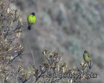 Hooded Siskin - ML201244371