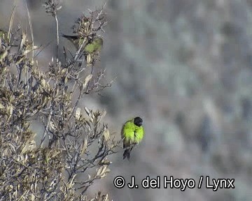 Hooded Siskin - ML201244381