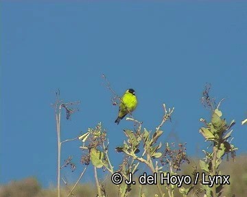 Hooded Siskin - ML201244391