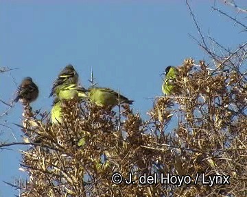 Hooded Siskin - ML201244401