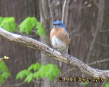 Eastern Bluebird (Eastern) - ML201244411