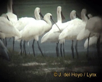 Black-faced Spoonbill - ML201244431