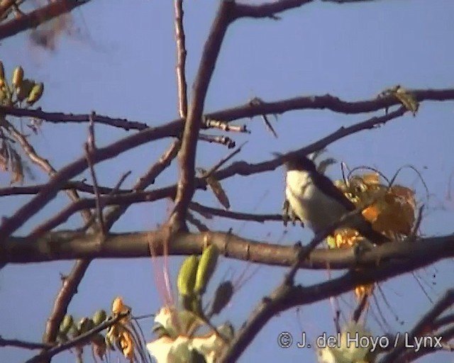 Eastern Violet-backed Sunbird - ML201244451