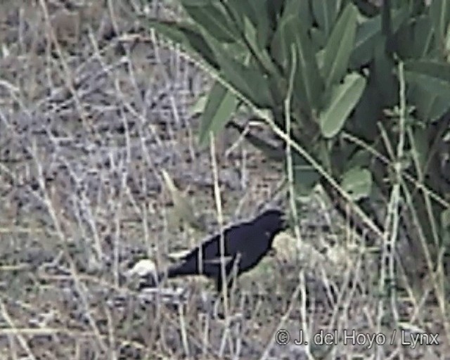 White-billed Buffalo-Weaver - ML201244461