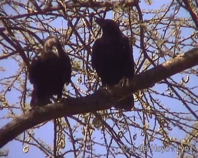 Fan-tailed Raven - ML201244491