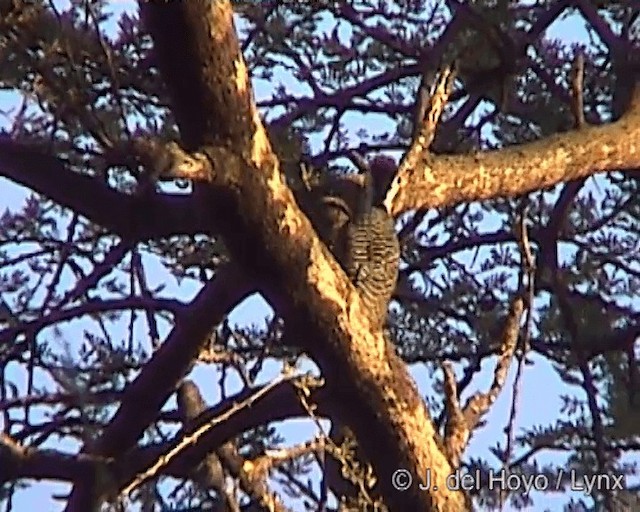 Bearded Woodpecker - ML201244501