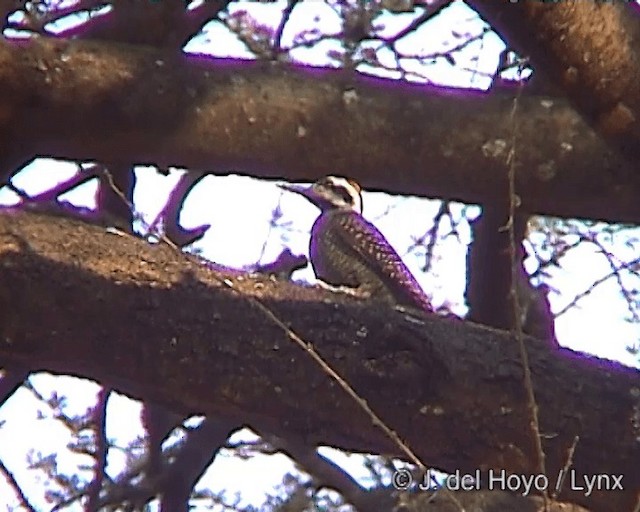 Bearded Woodpecker - ML201244511