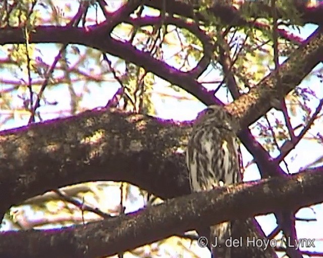 Pearl-spotted Owlet - ML201244521