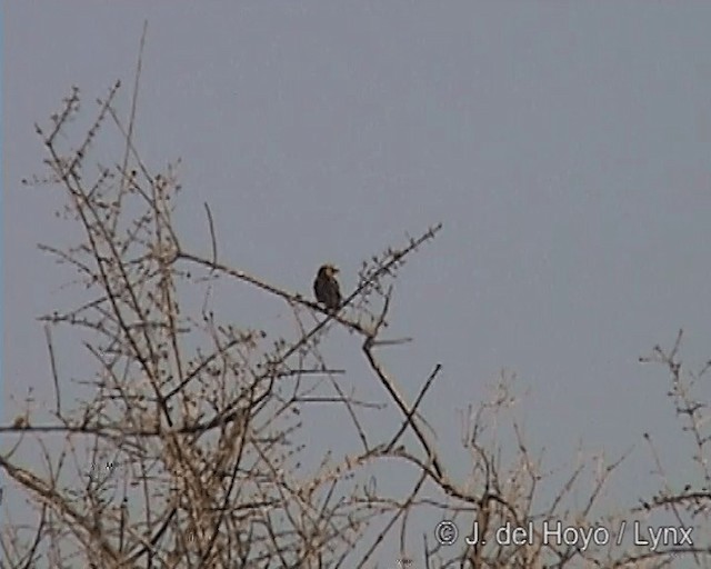 Black-necked Weaver - ML201244611