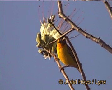 Vitelline Masked-Weaver - ML201244621