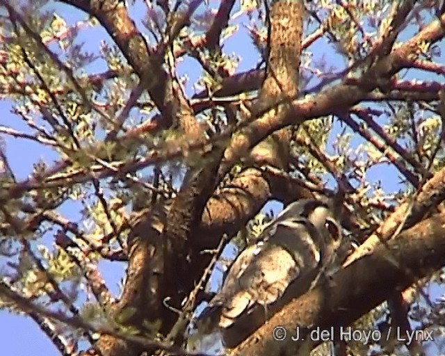 Northern White-faced Owl - ML201244631