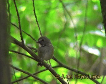 Papamoscas Gargantilla - ML201244641