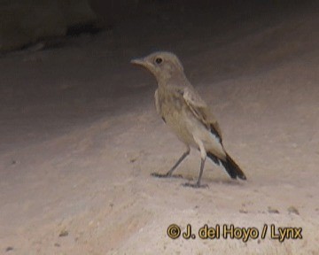 Desert Wheatear - ML201244661