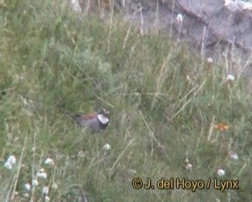 Escribano Tibetano - ML201244711