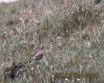 Tibetan Bunting - ML201244721