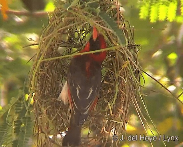 rødhodevever (leuconotos) - ML201244741