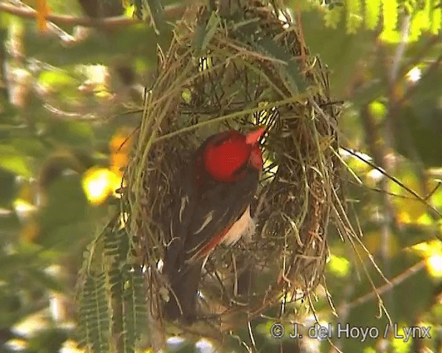 rødhodevever (leuconotos) - ML201244751