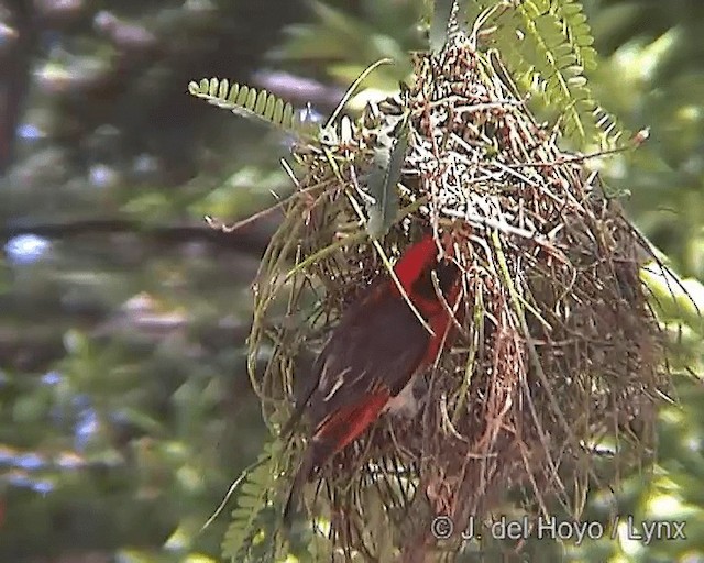 Red-headed Weaver (Northern) - ML201244761