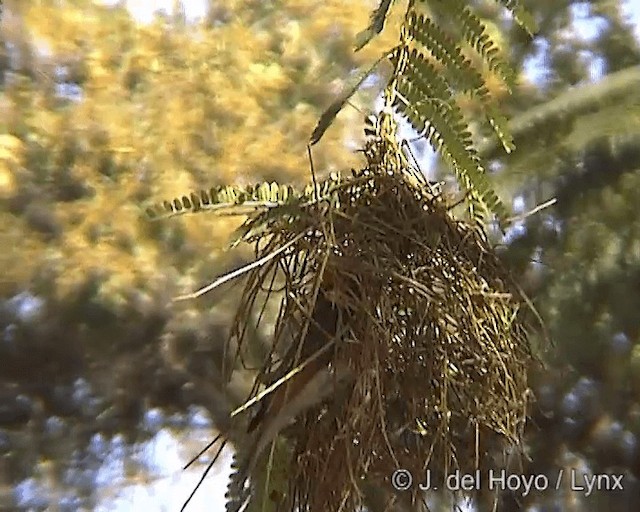 rødhodevever (leuconotos) - ML201244771