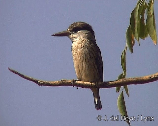 Striped Kingfisher - ML201244801