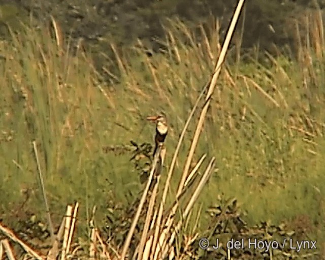 Martin-chasseur à tête grise - ML201244811