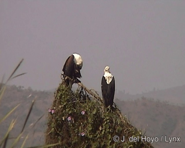 African Fish-Eagle - ML201244831