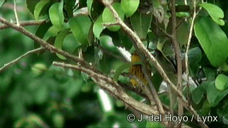 Yellow Warbler (Golden) - ML201244851