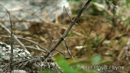 Yellow Warbler - ML201244861