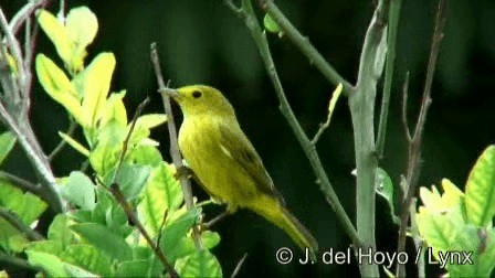 סבכון צהוב/סבכון מנגרובים - ML201244871