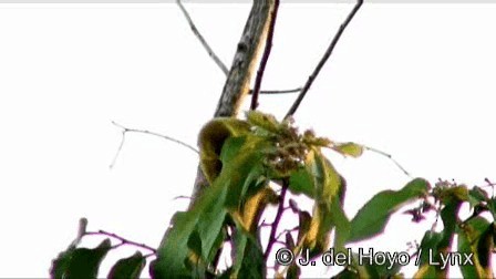 Yellow Warbler - ML201244881