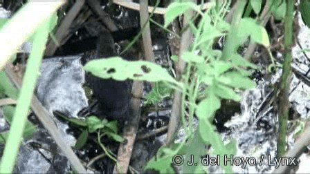 Ruddy Crake - ML201244921