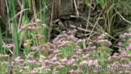 Ruddy Crake - ML201244941