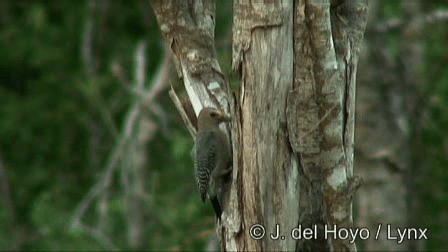 yucatánspett - ML201244951