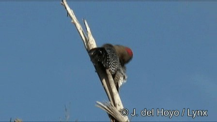 Yucatan Woodpecker - ML201244971