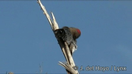 Yucatan Woodpecker - ML201244971