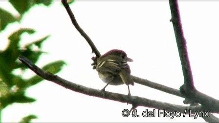 Bairdvireo - ML201245021