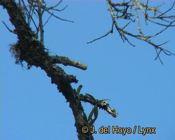 Chestnut-vented Nuthatch - ML201245071