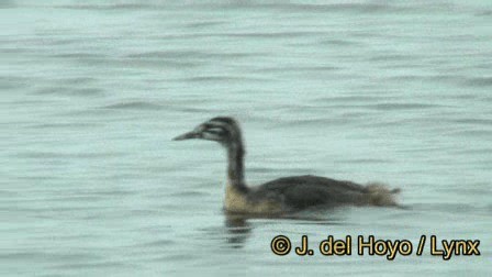 Great Crested Grebe - ML201245181