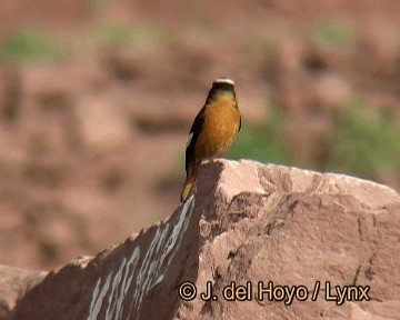 Rougequeue de Moussier - ML201245231