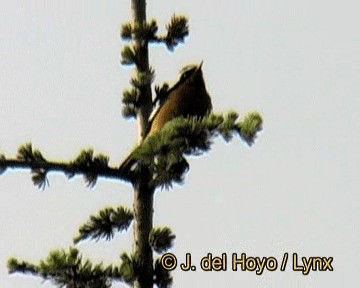 Moussier's Redstart - ML201245251