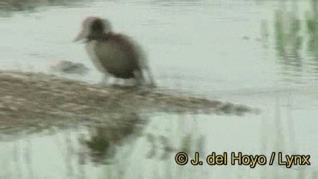 Tufted Duck - ML201245411